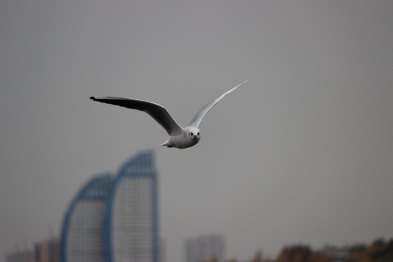 seagull white flight free photo