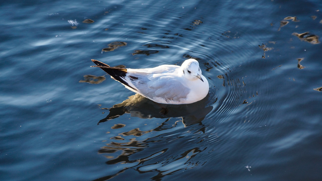 seagull water swimming free photo