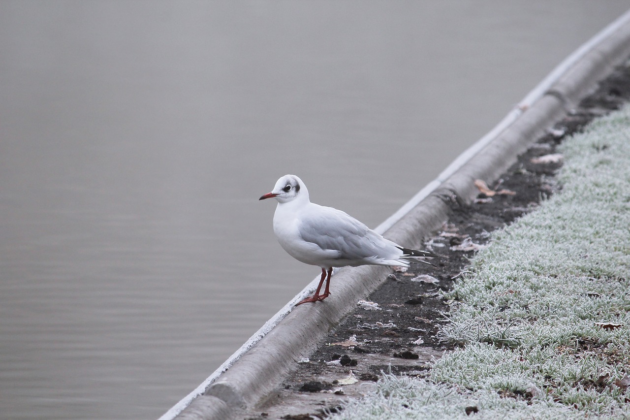 seagull water bird bird free photo