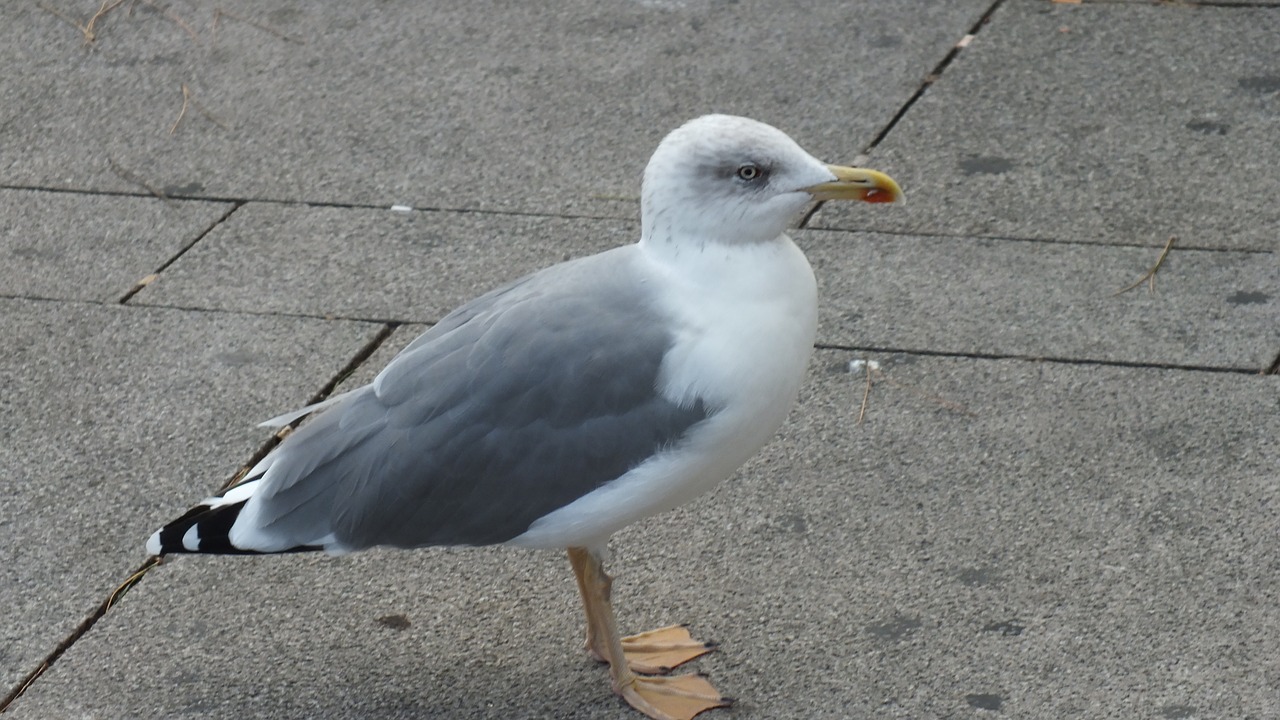 seagull gull bird free photo