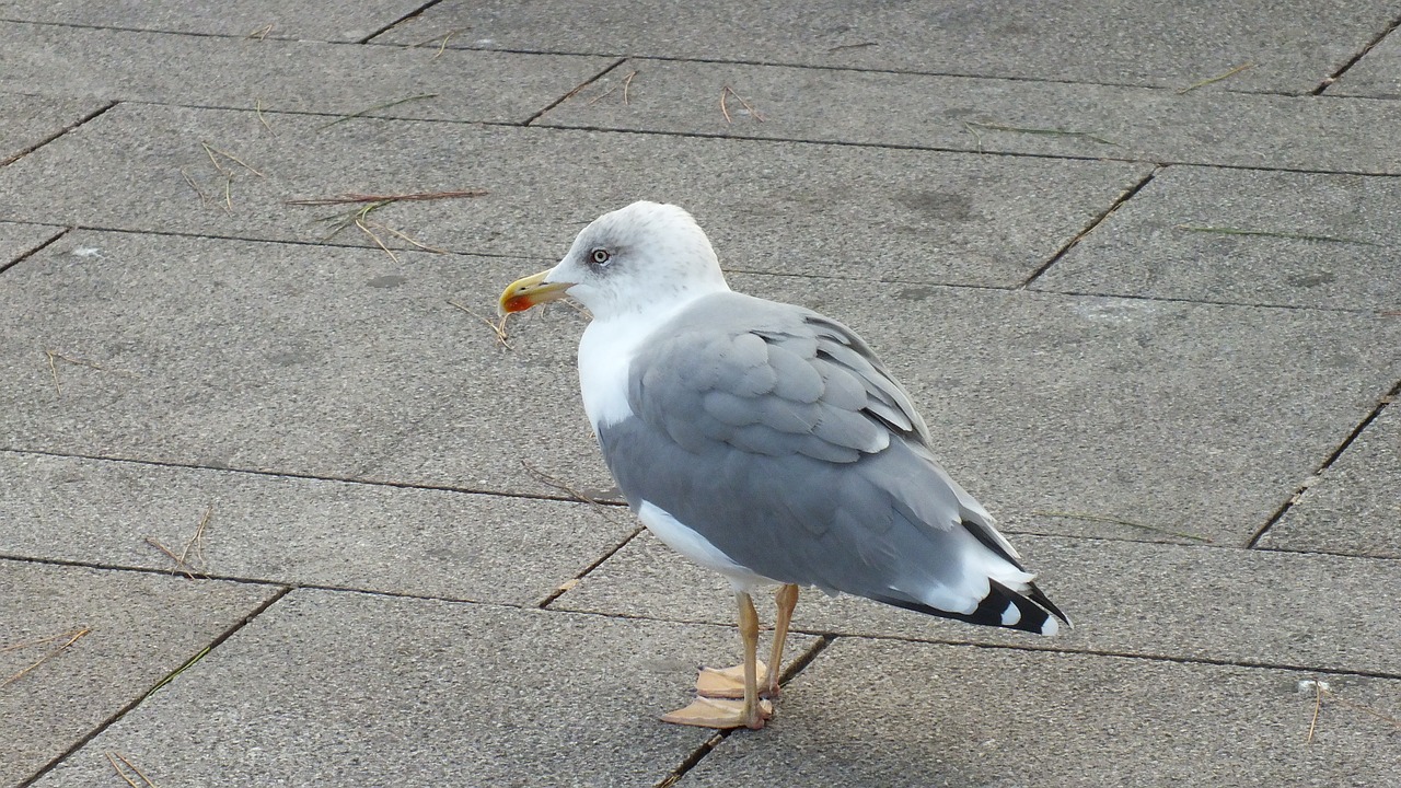 seagull gull bird free photo