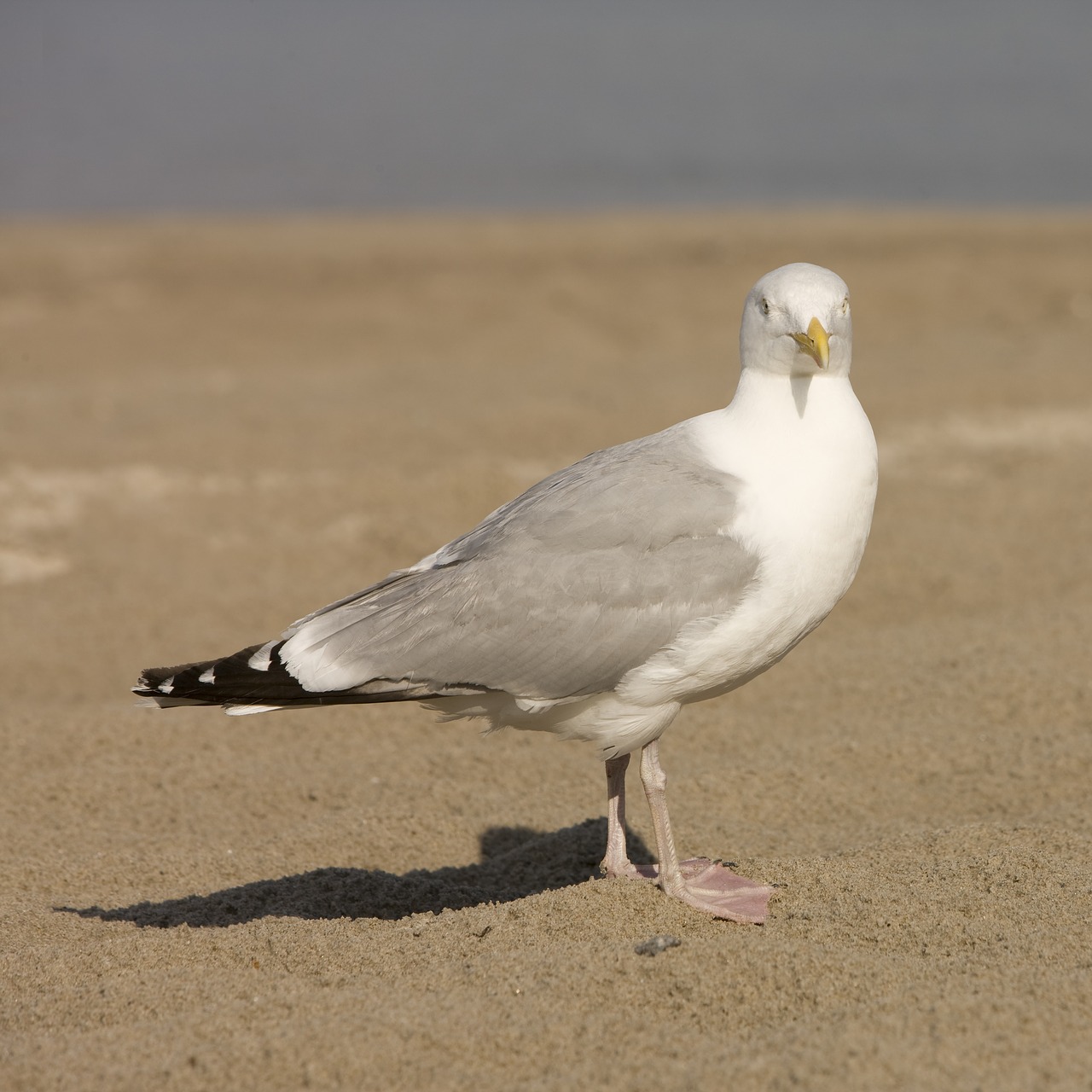 seagull beach north sea free photo