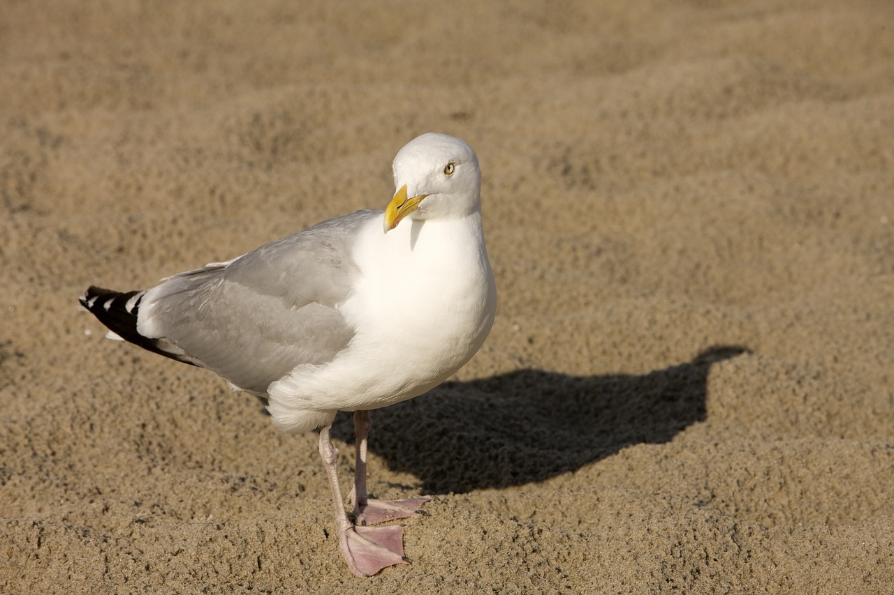 seagull sand beach free photo