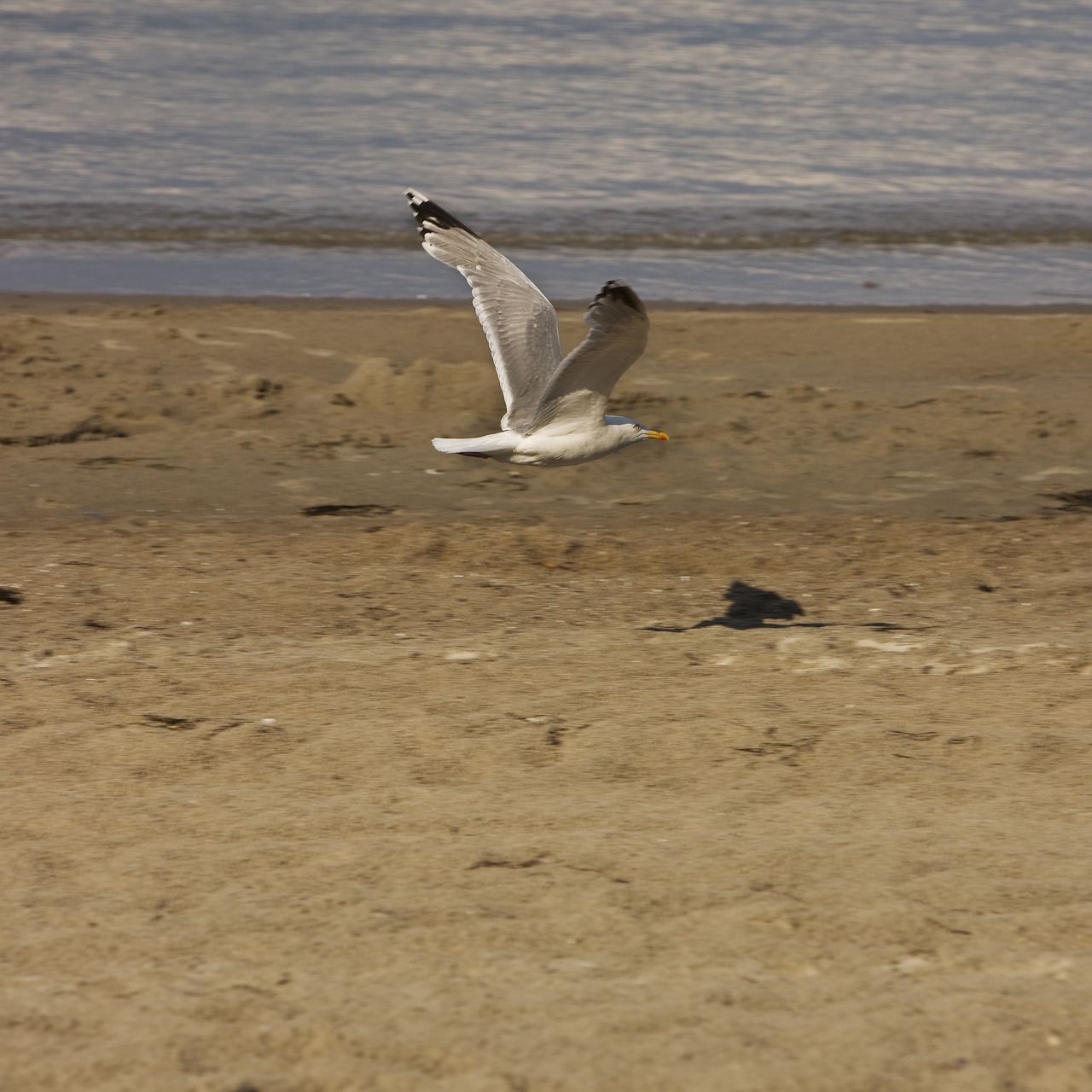 seagull flight sand free photo