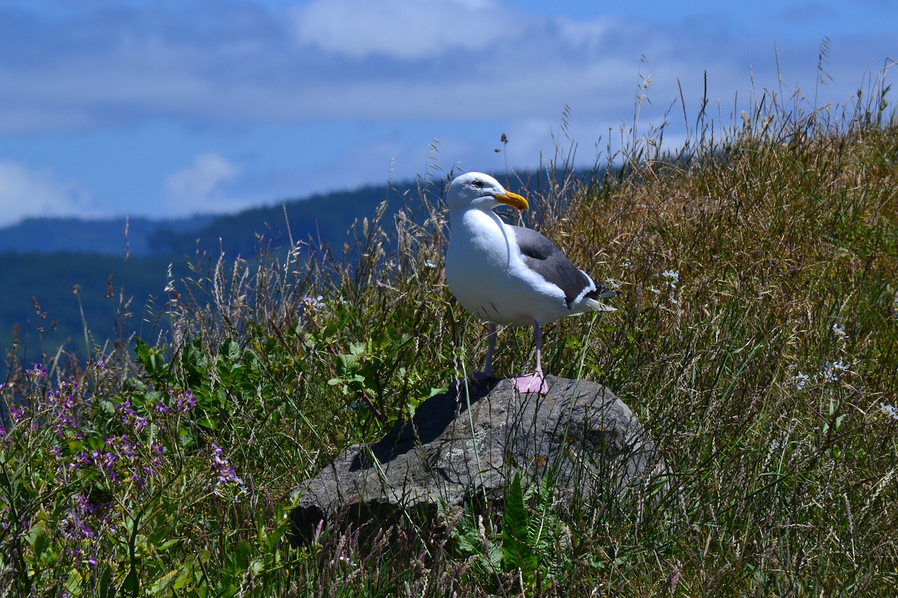 seagull california wildlife free photo