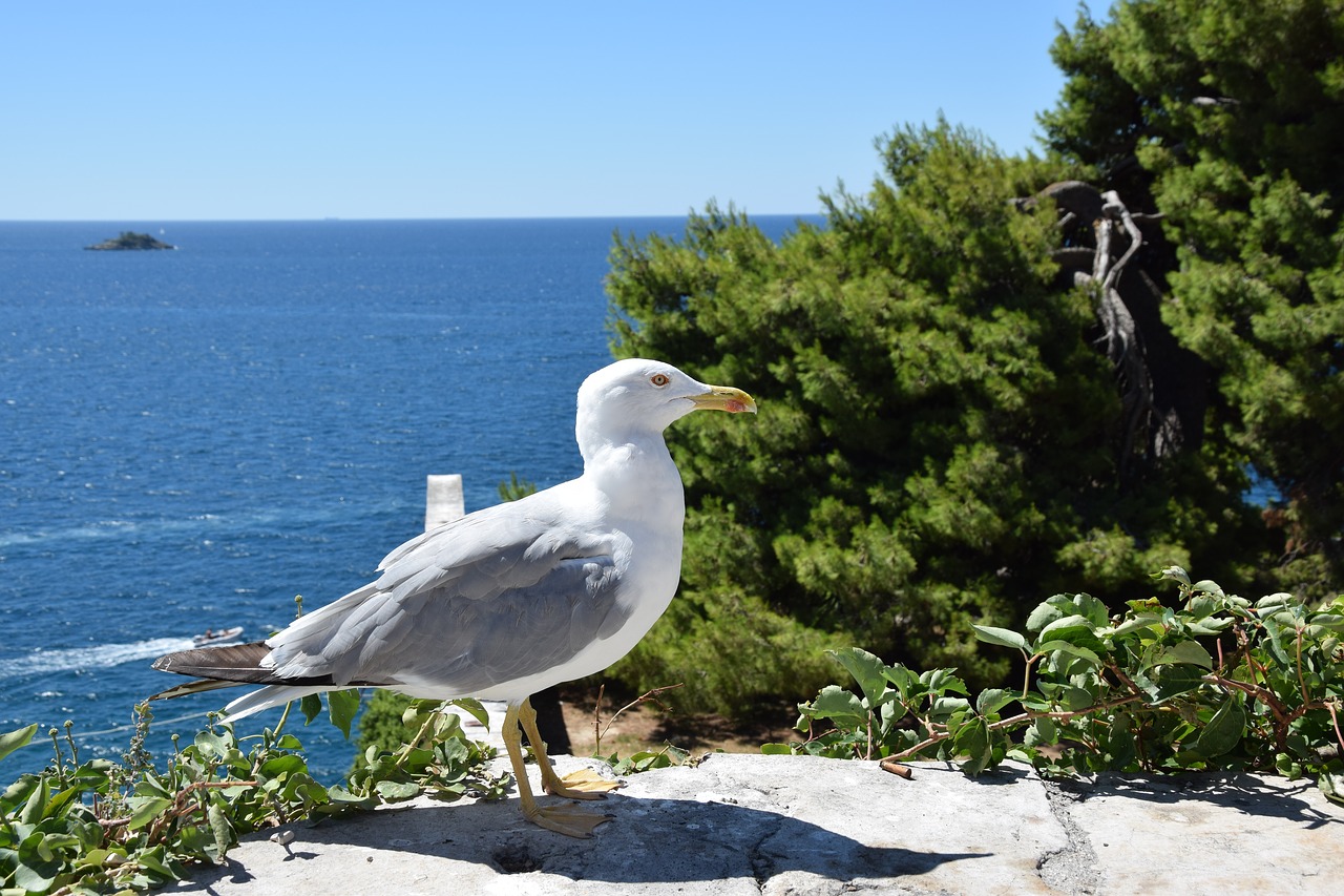 seagull sea water free photo