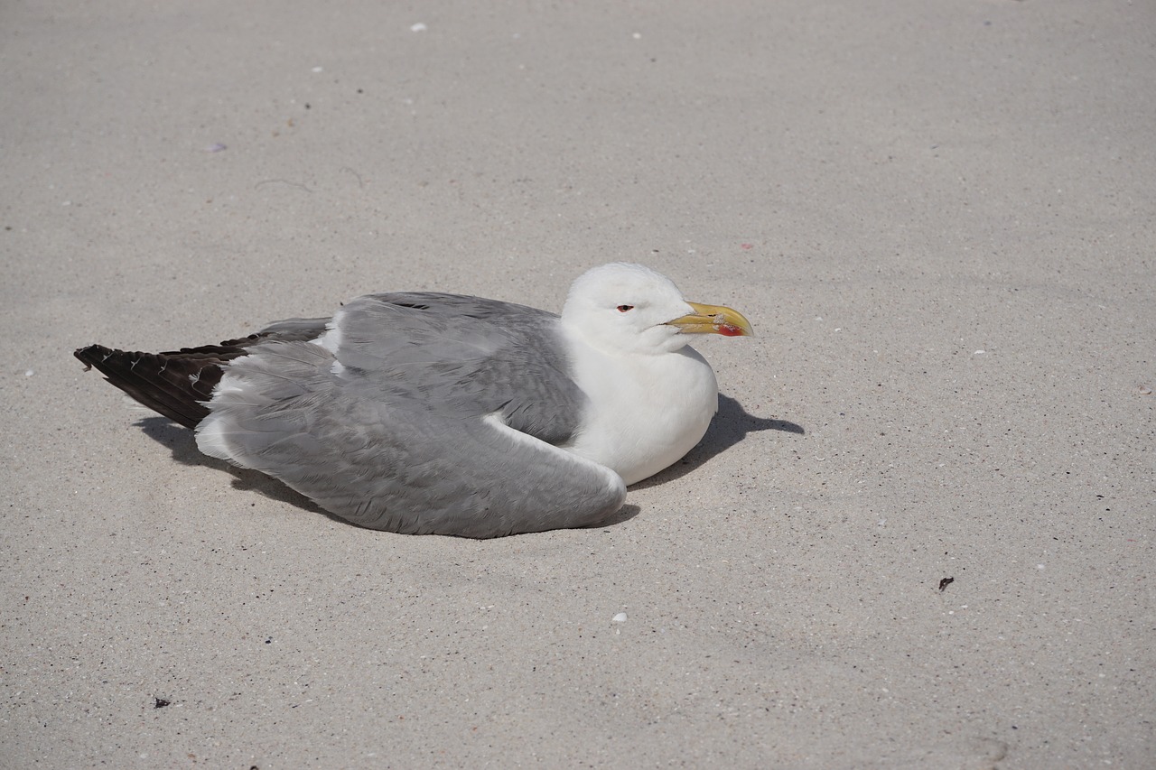 seagull islands cies free photo