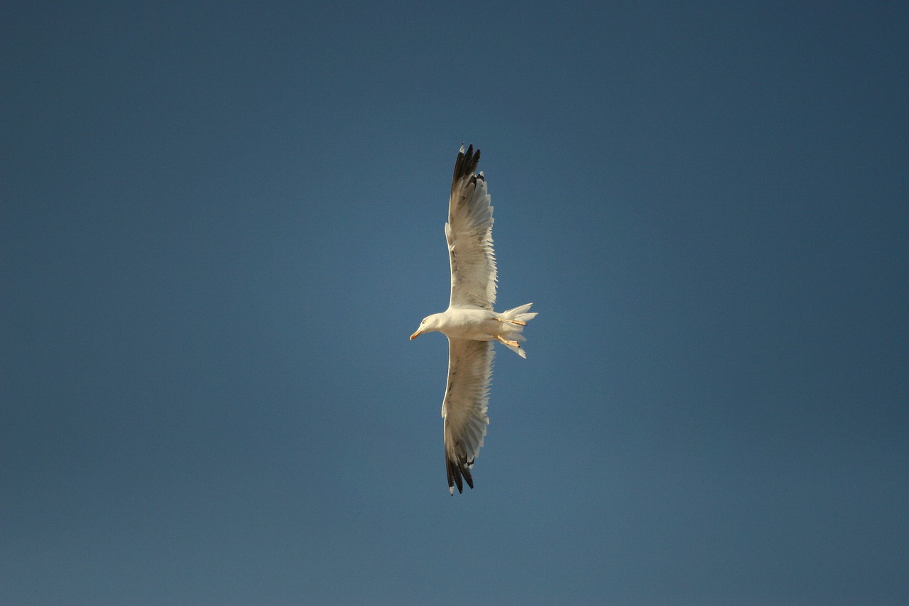 seagull bird flight free photo