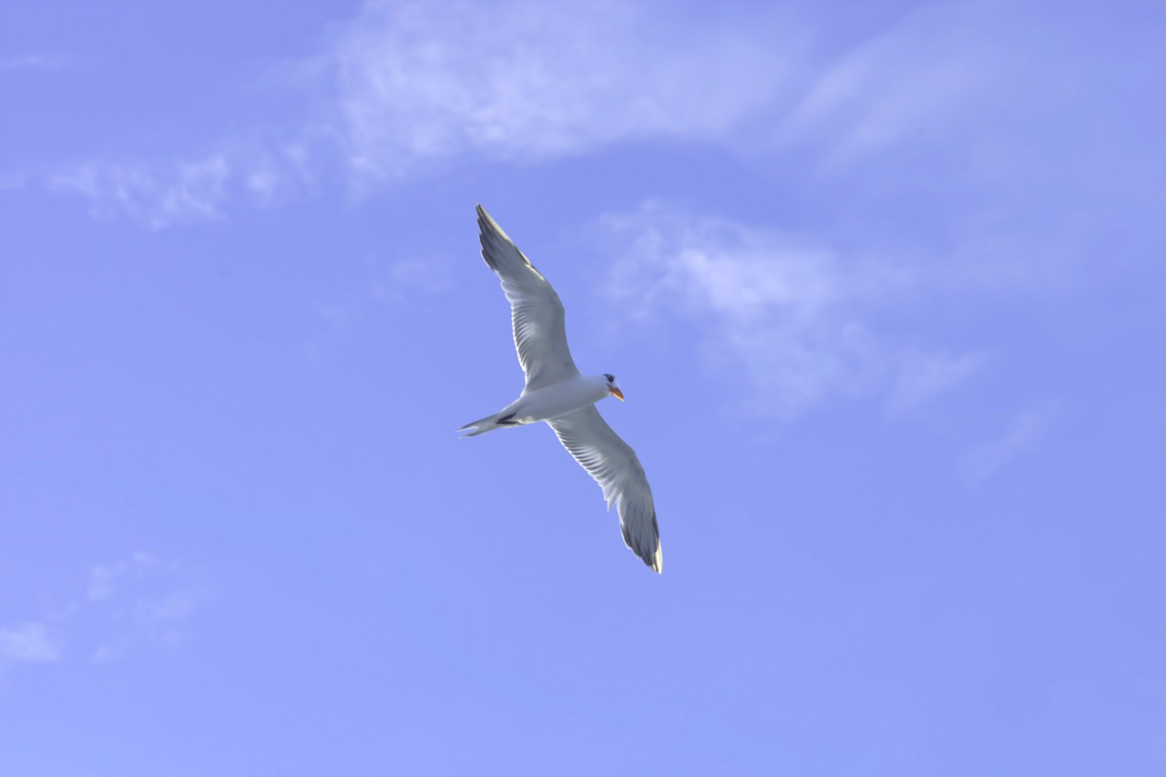 seagull bird sky free photo