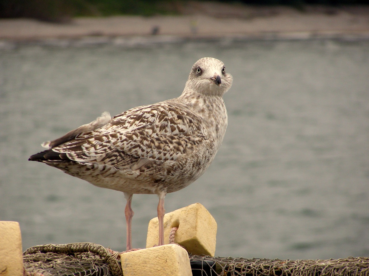 seagull fishing net fishing boat free photo