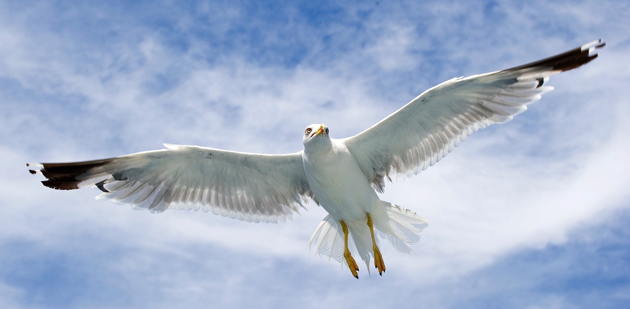 seagull sea birds birds free photo