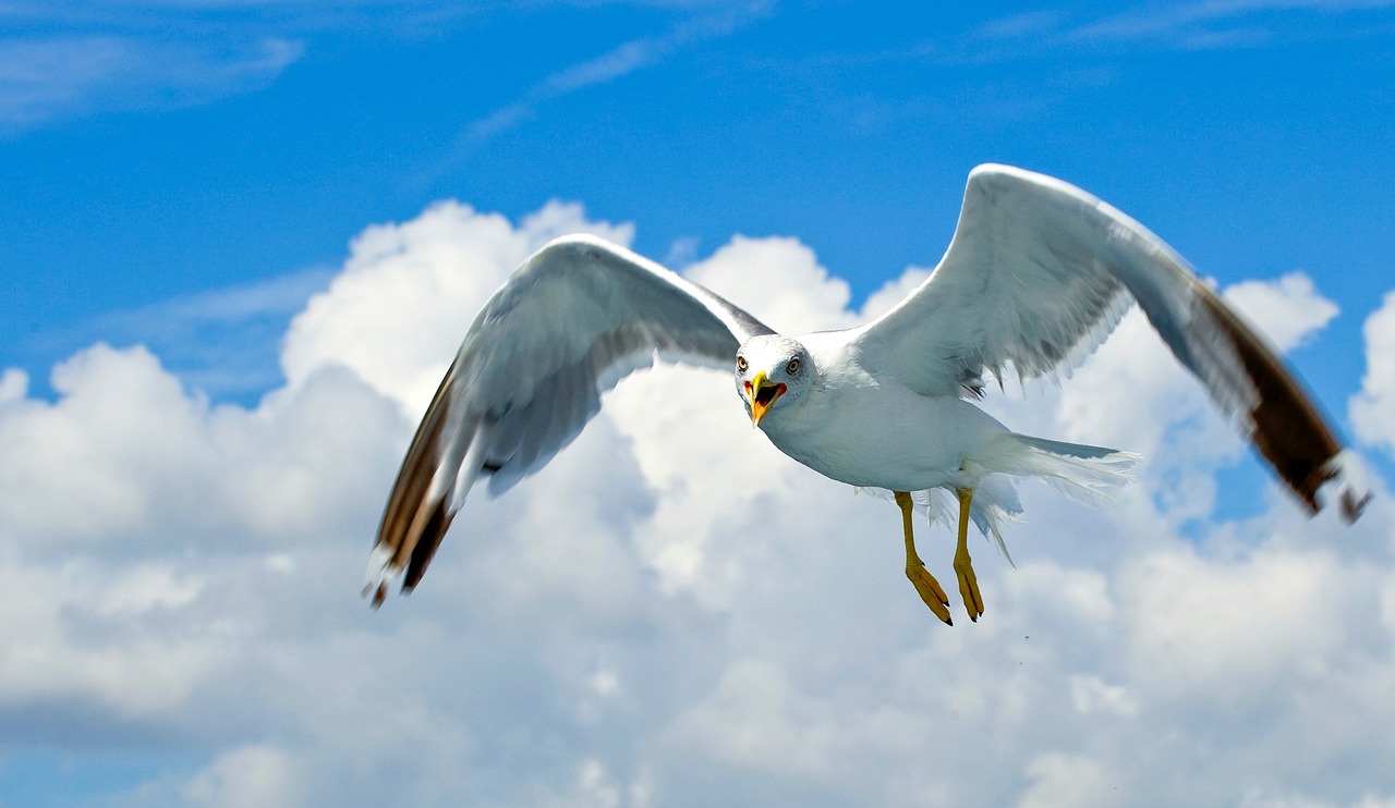 seagull sea birds water bird free photo