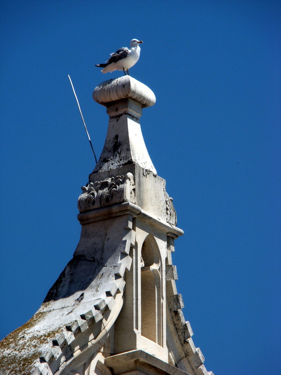 seagull summer nature free photo