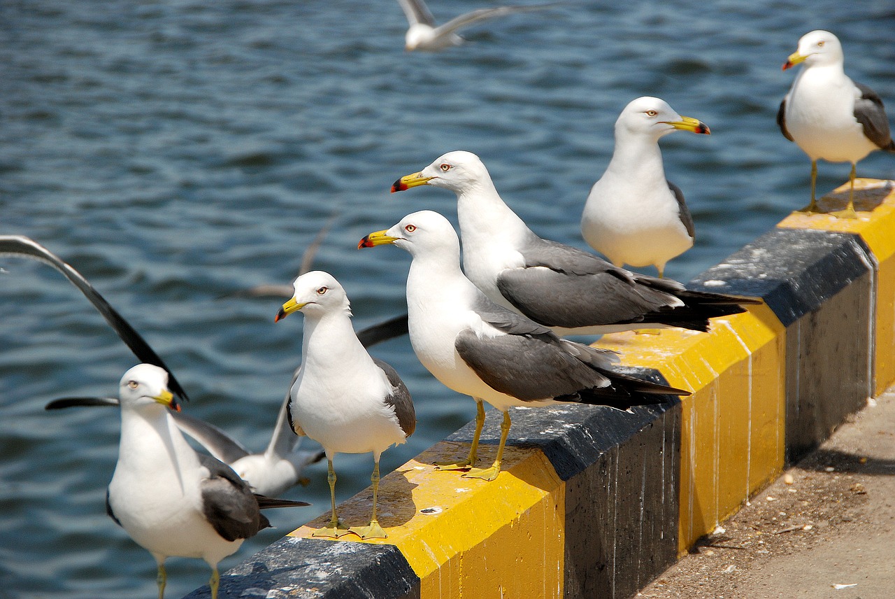 seagull animal new free photo