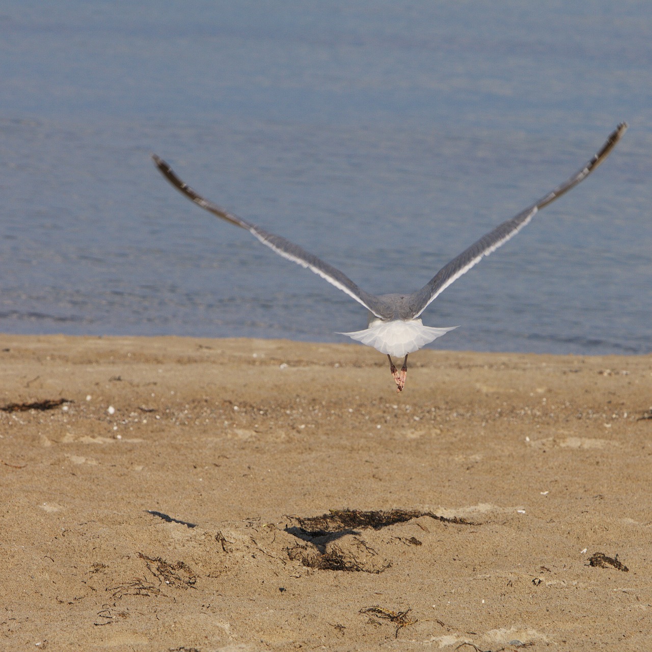 seagull bird animal free photo