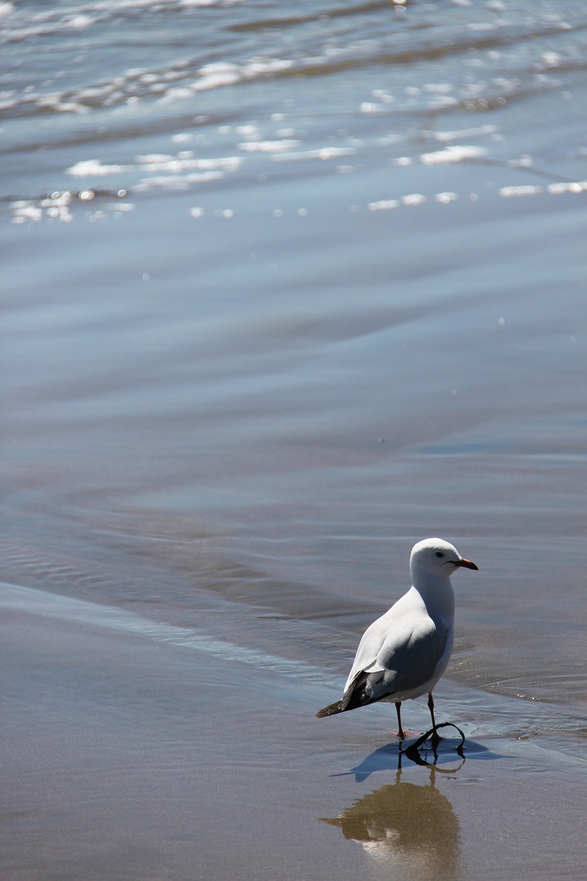 seagull bird beach free photo