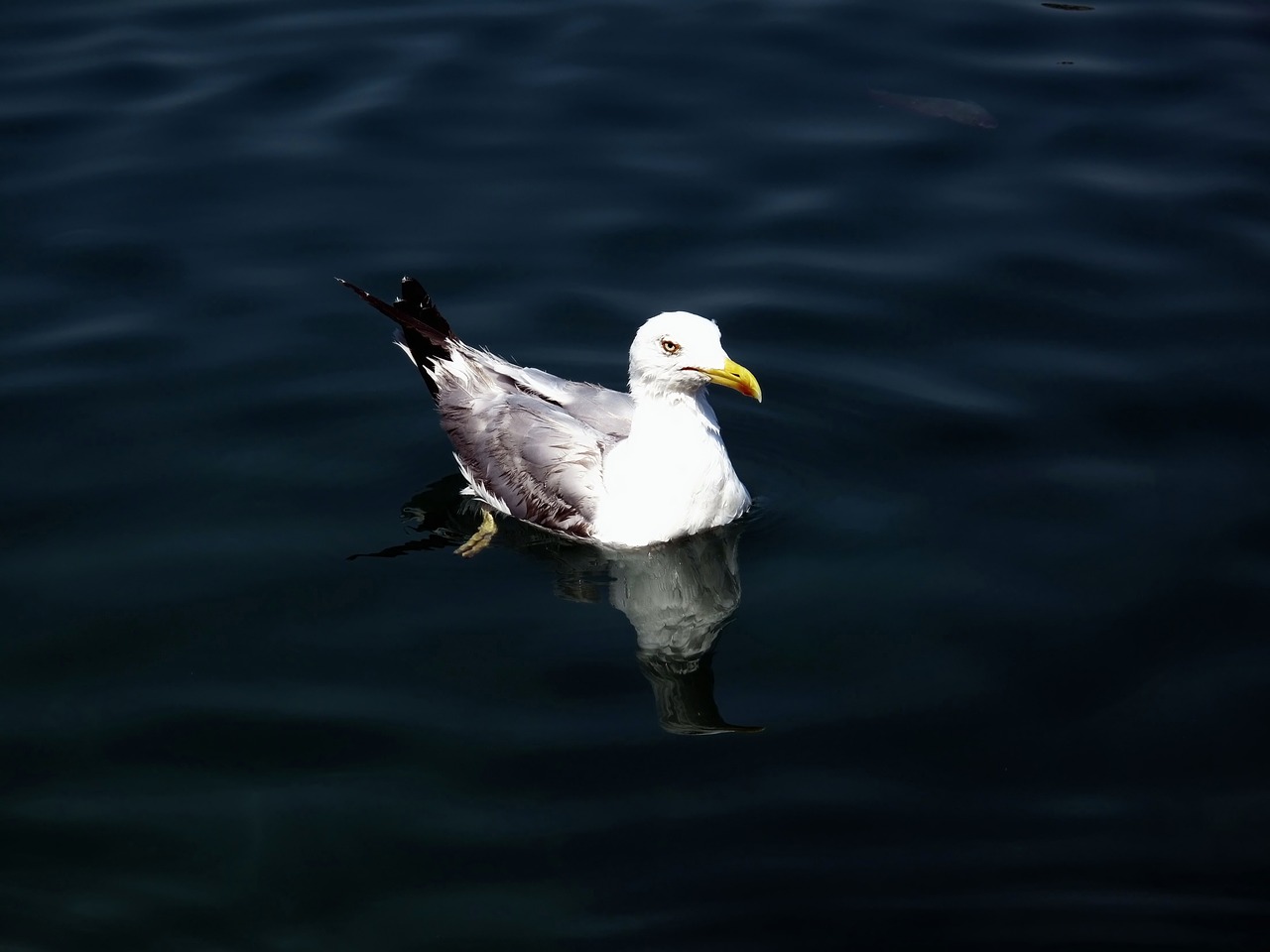 seagull adriatic nature free photo