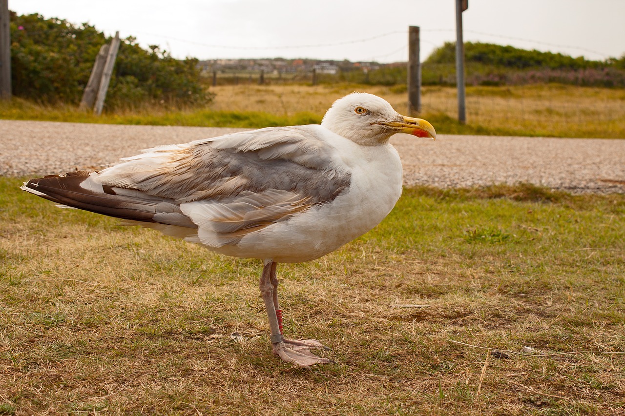 seagull island bird free photo