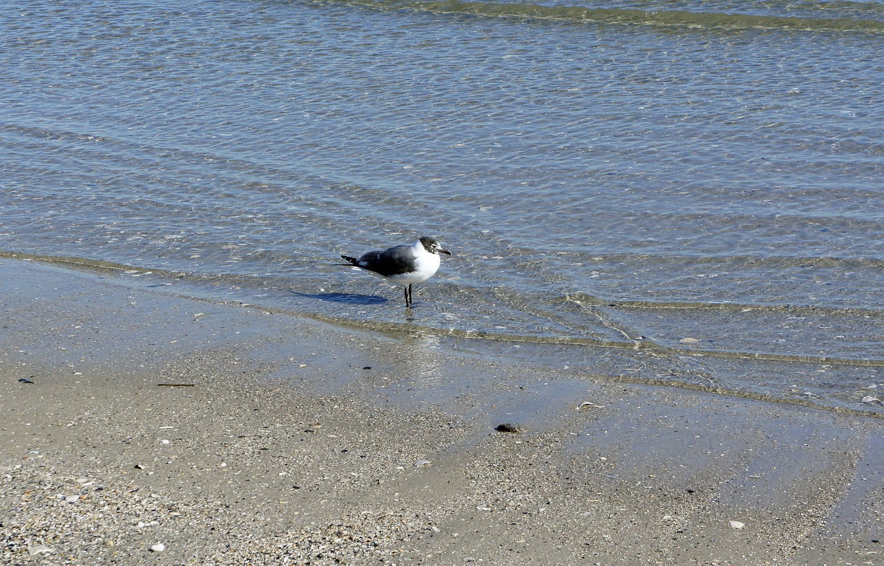 seagull bird ocean free photo