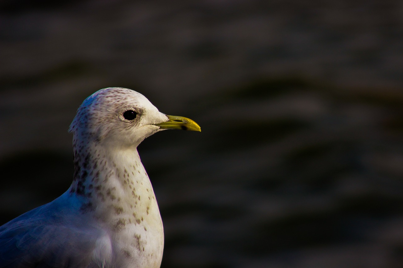 seagull bird nature free photo