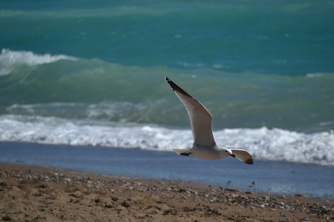 seagull bird sea free photo