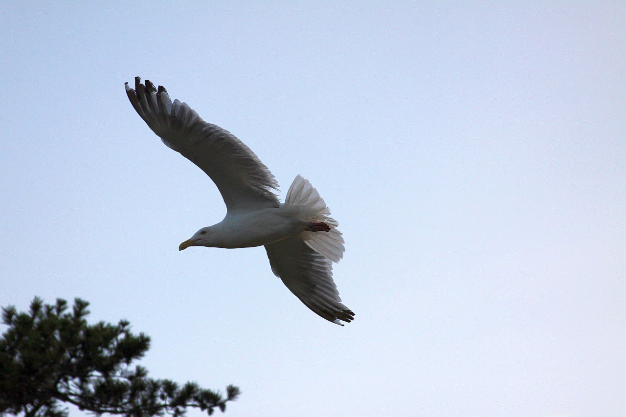 seagull bird animal free photo