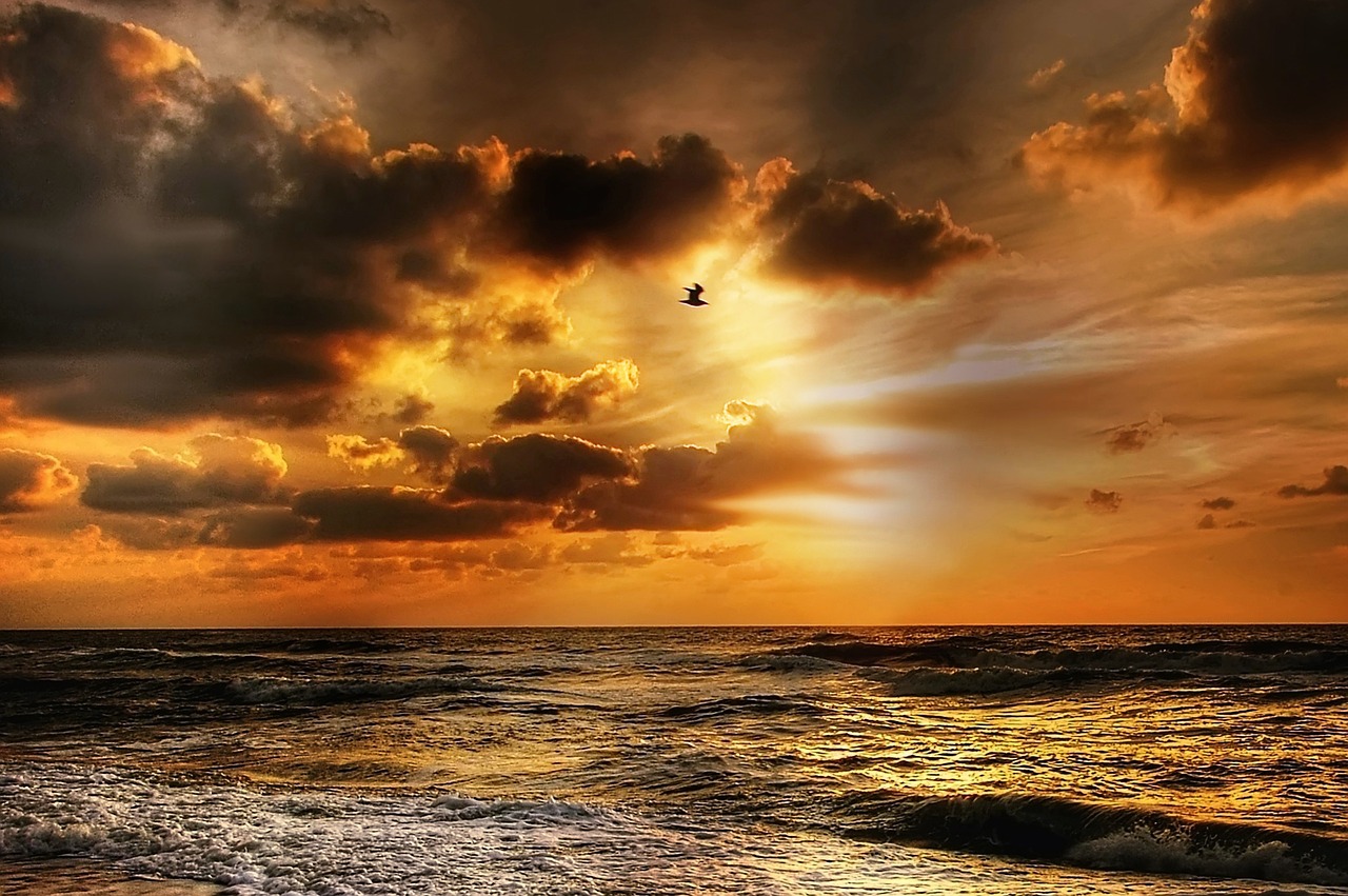 seagull sunset denmark free photo