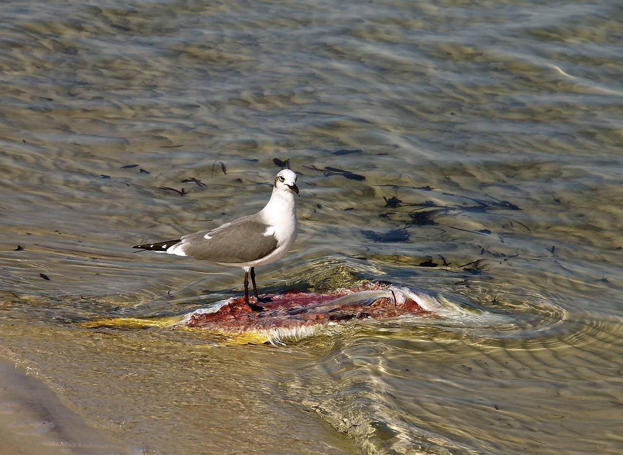 seagull fish water free photo