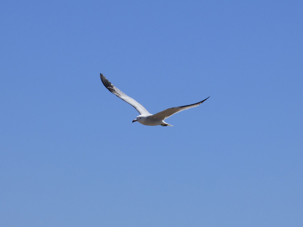 seagull audouin's gull gavina corsa free photo