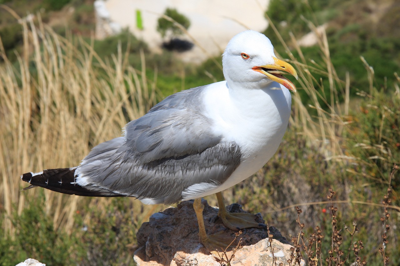 seagull bird ave free photo