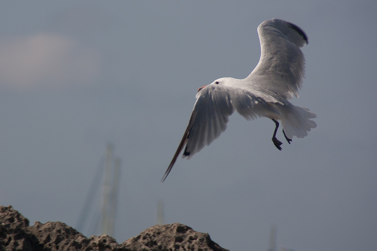 seagull beach fly free photo