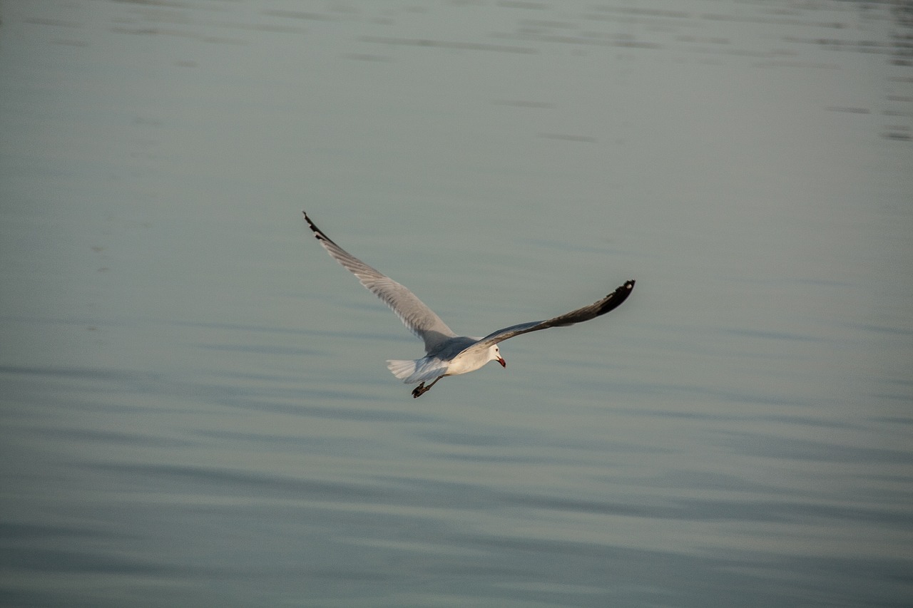 seagull fly sea free photo