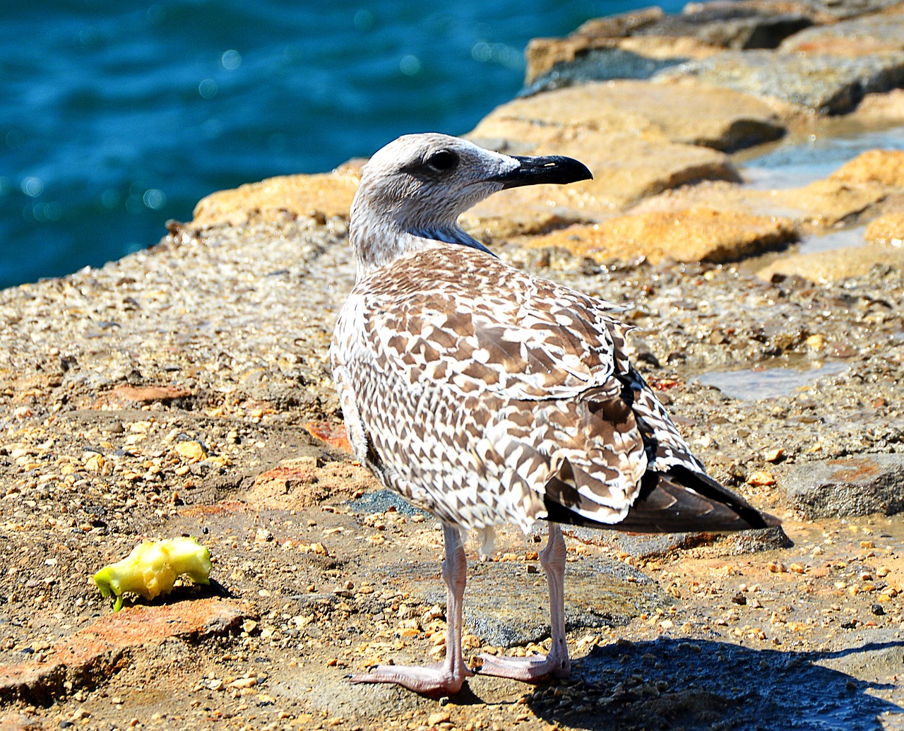 seagull nature sea free photo