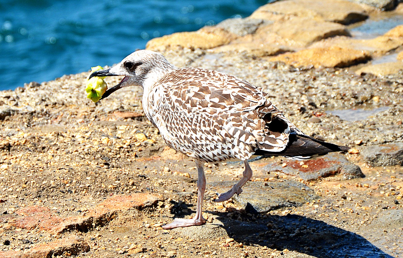 seagull eat nature free photo
