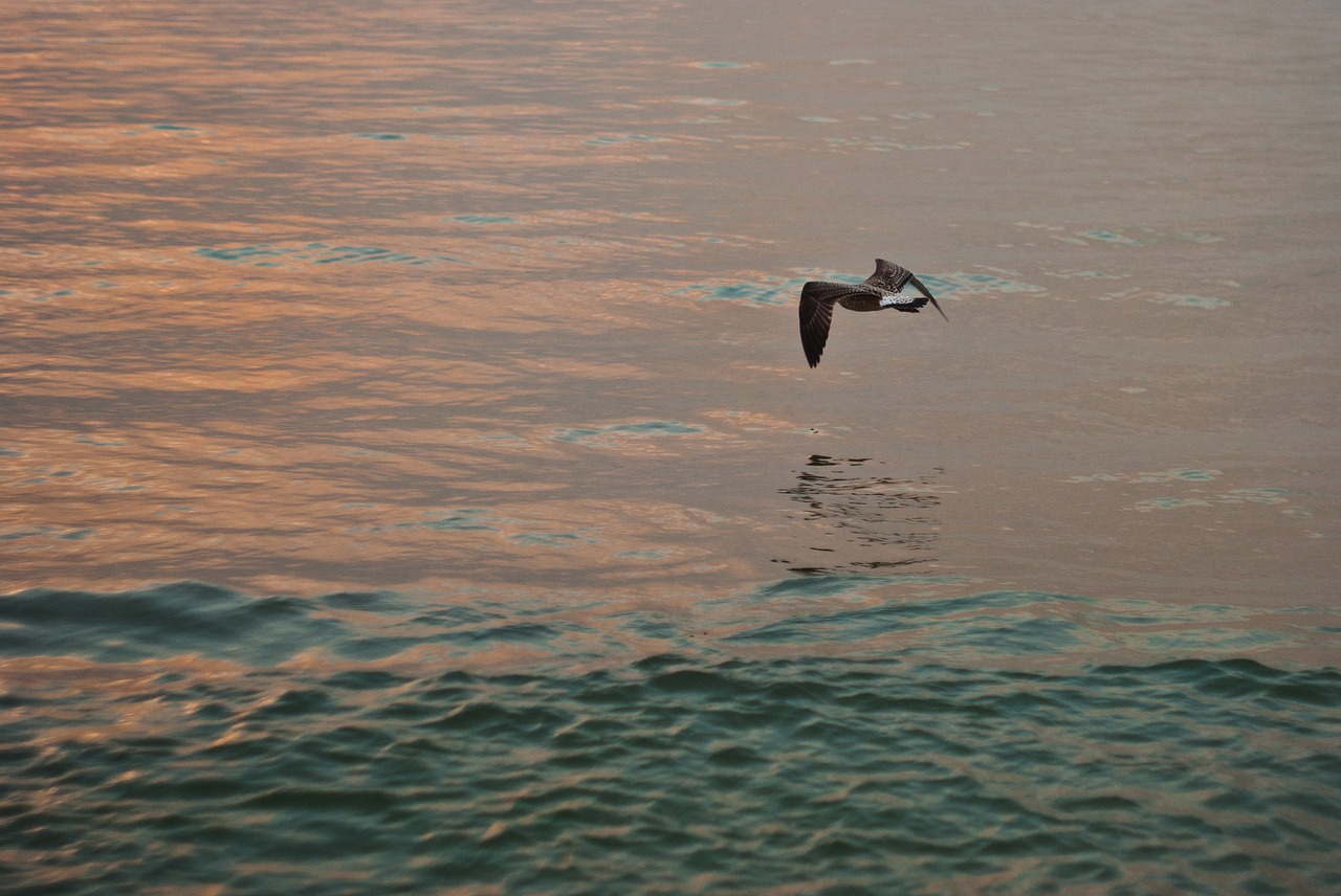seagull sea sunset free photo