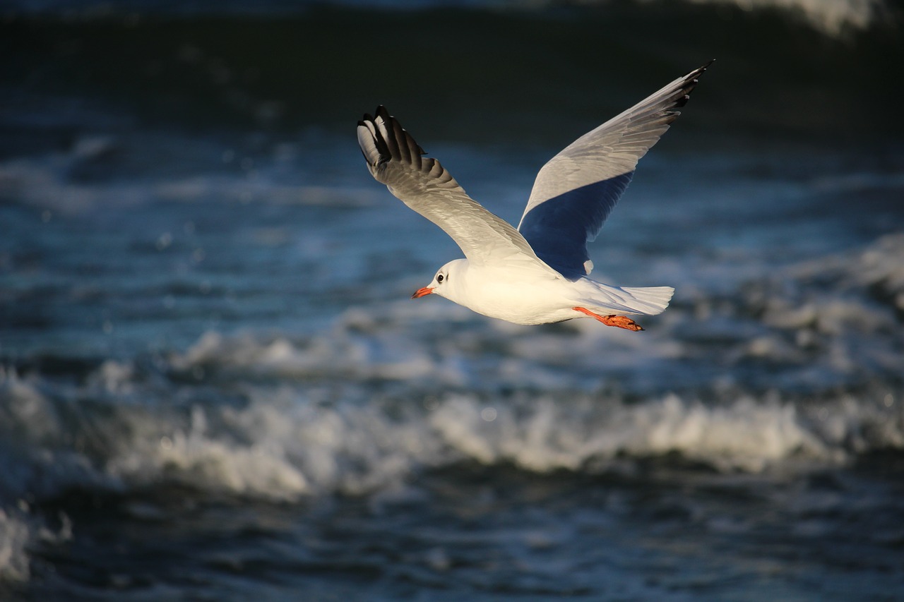 seagull sea gdańsk free photo