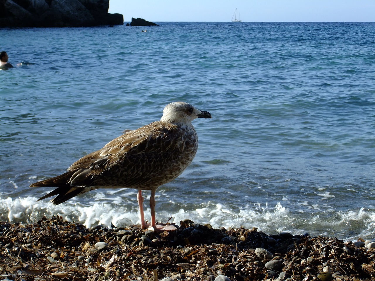 seagull beach mallorca free photo