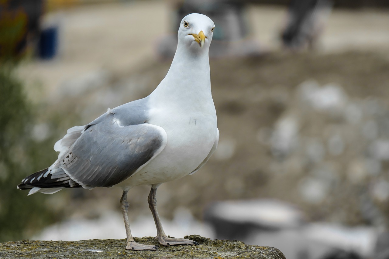 seagull sea seevogel free photo