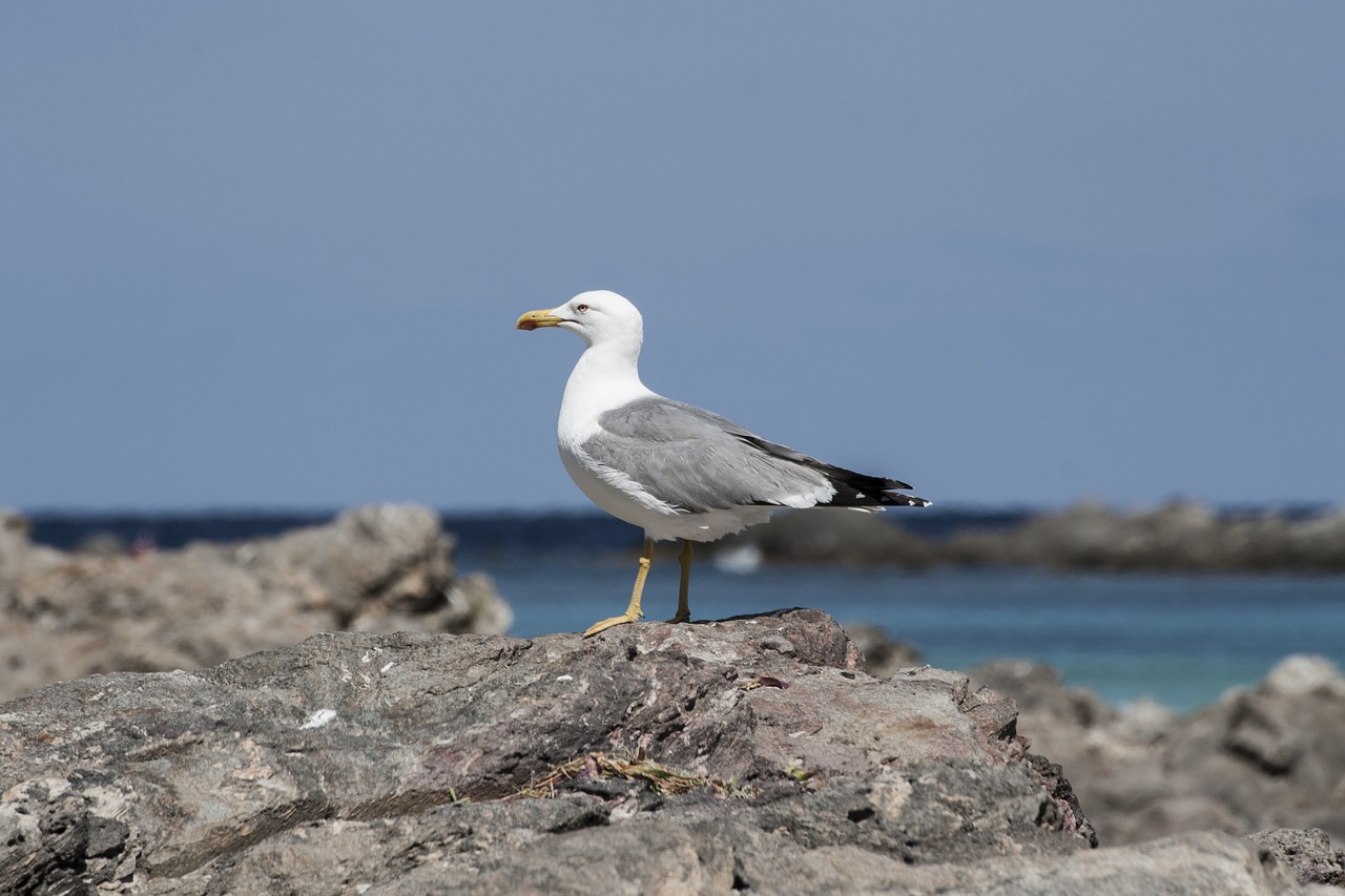 seagull stintino sea free photo