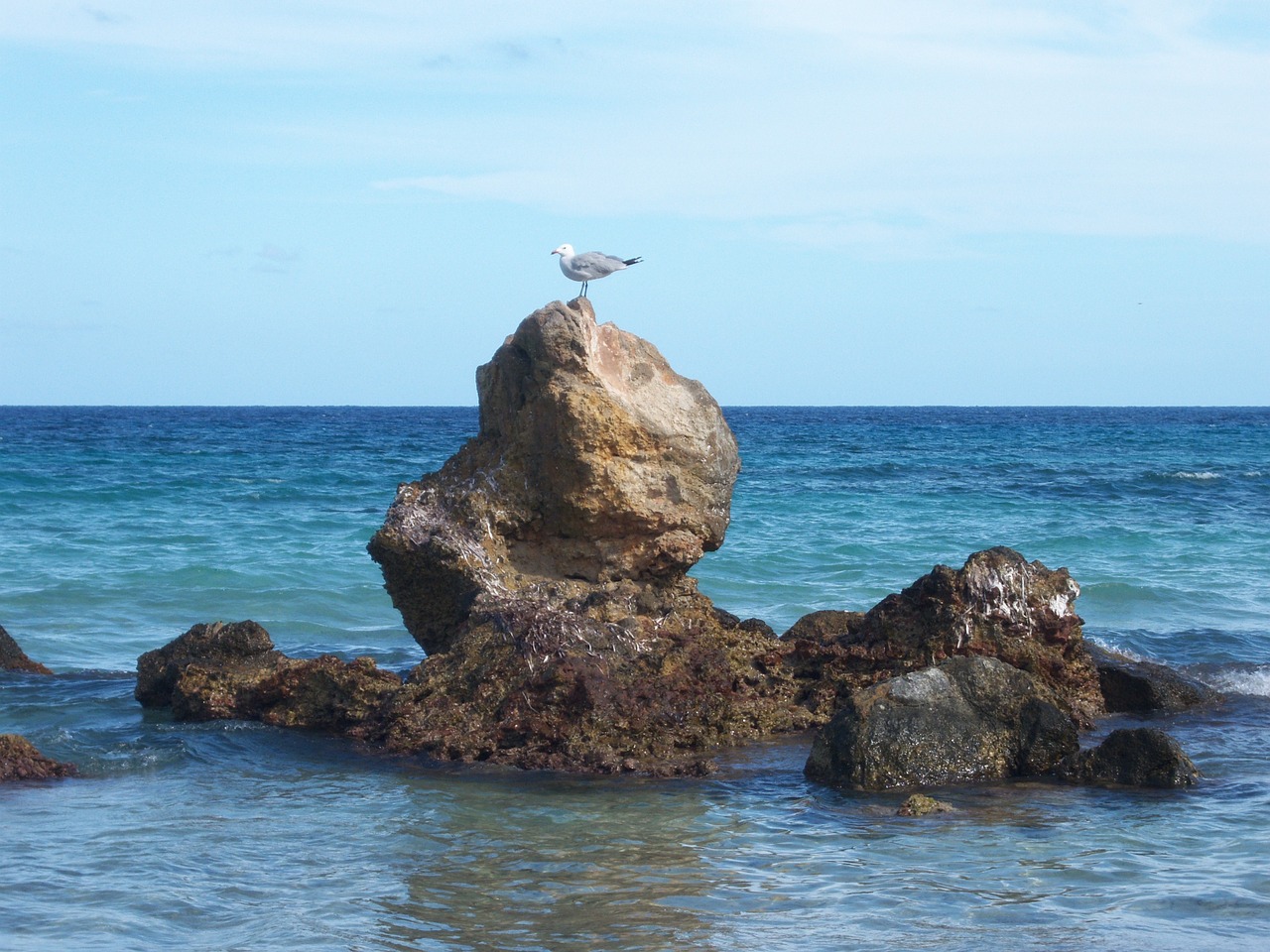 seagull rock sea free photo