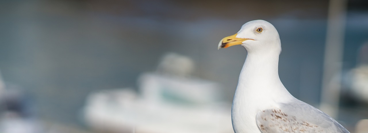 seagull port lake free photo