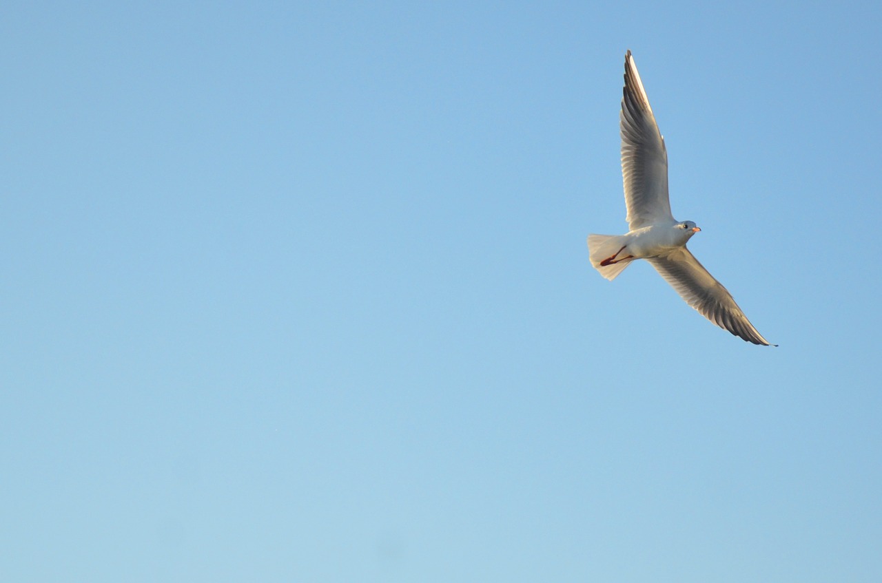 seagull a bird in the sky bird free photo