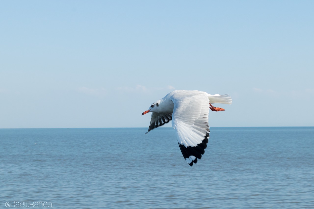 seagull sea nature free photo