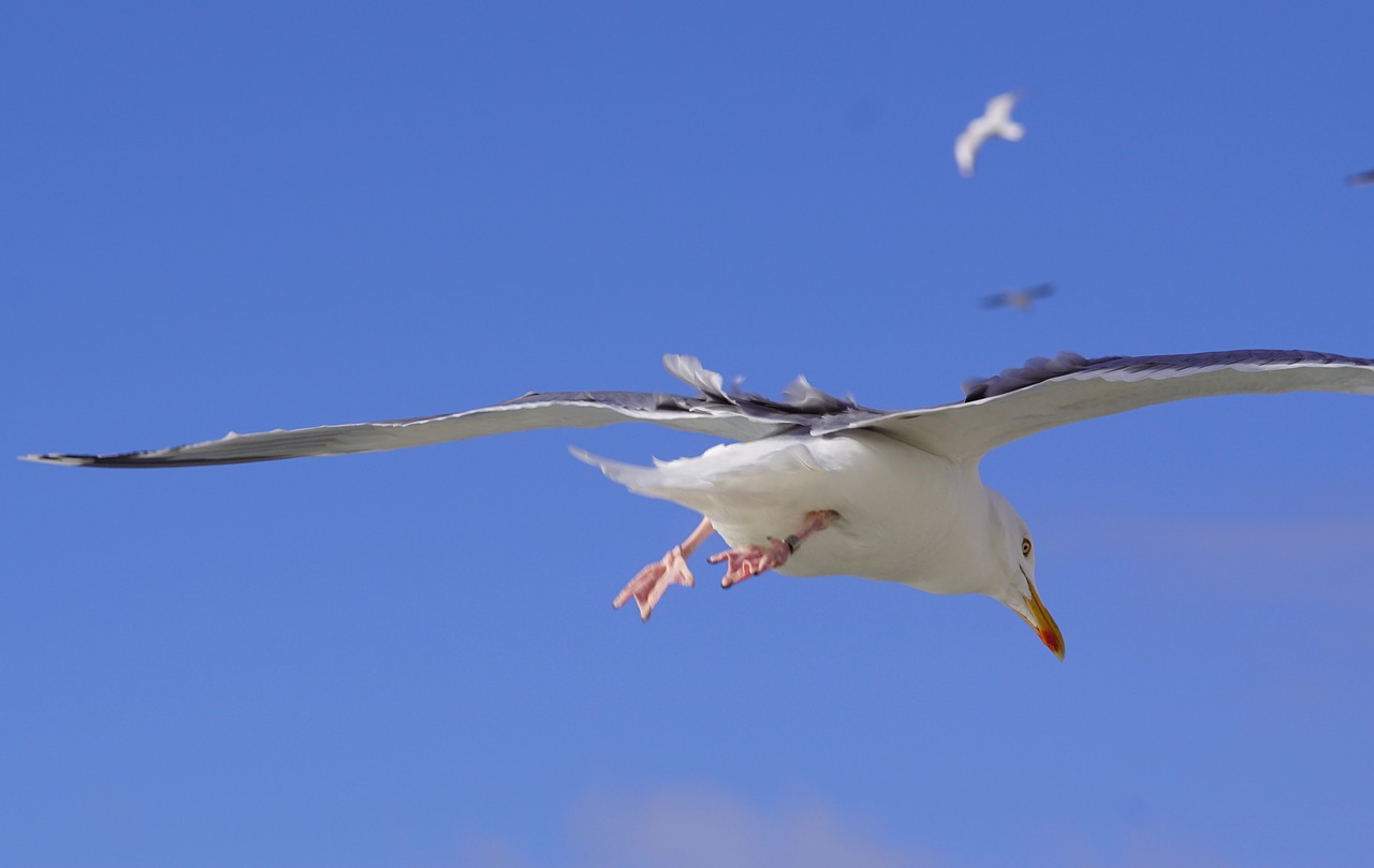 seagull bird fly free photo