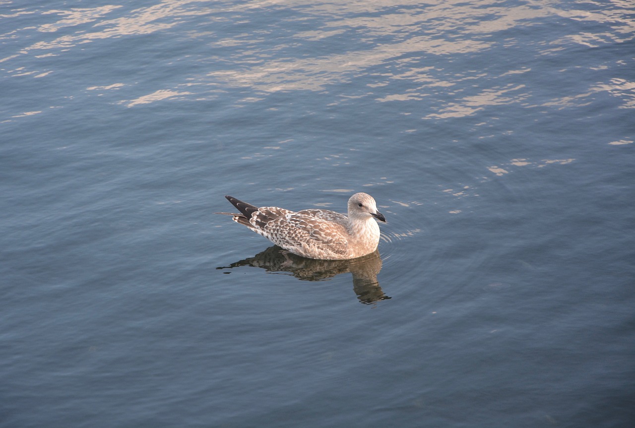 seagull water sea free photo