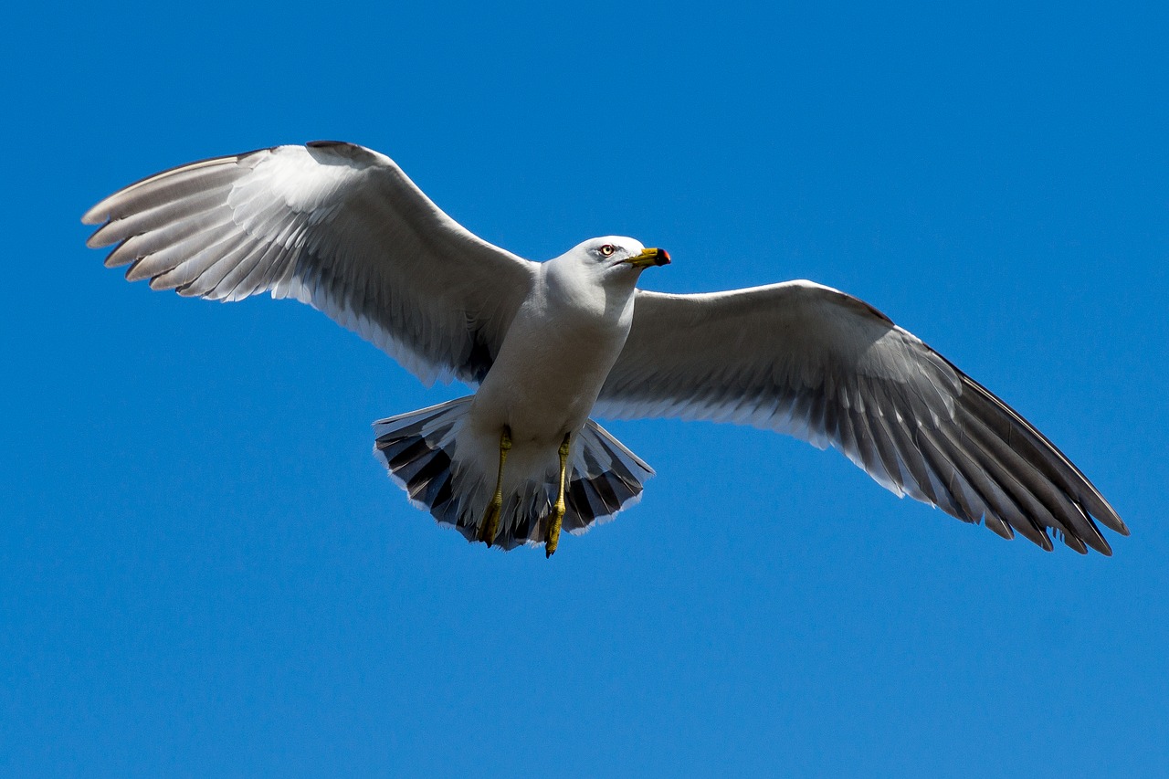 seagull sky blue free photo