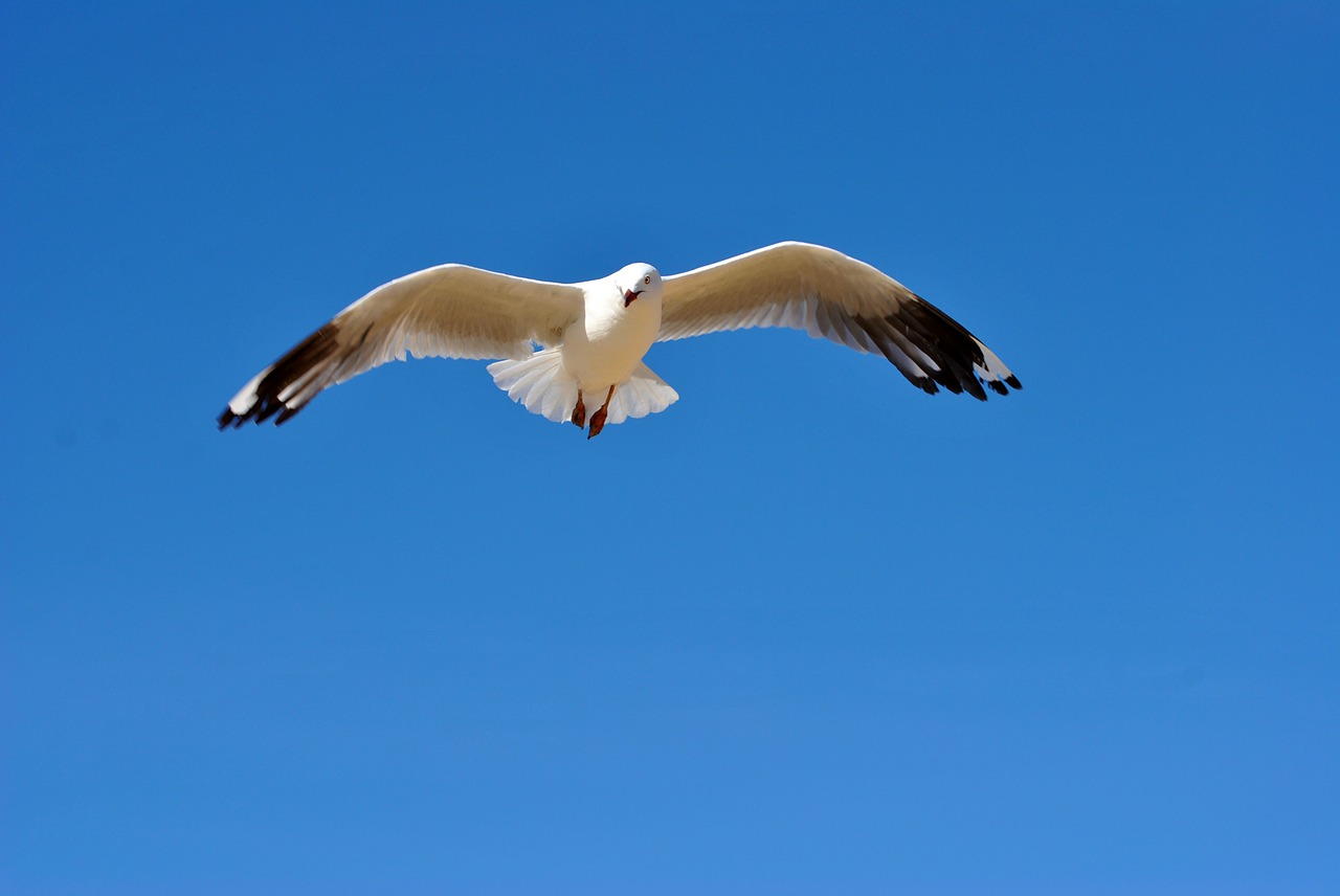 seagull bird wildlife free photo