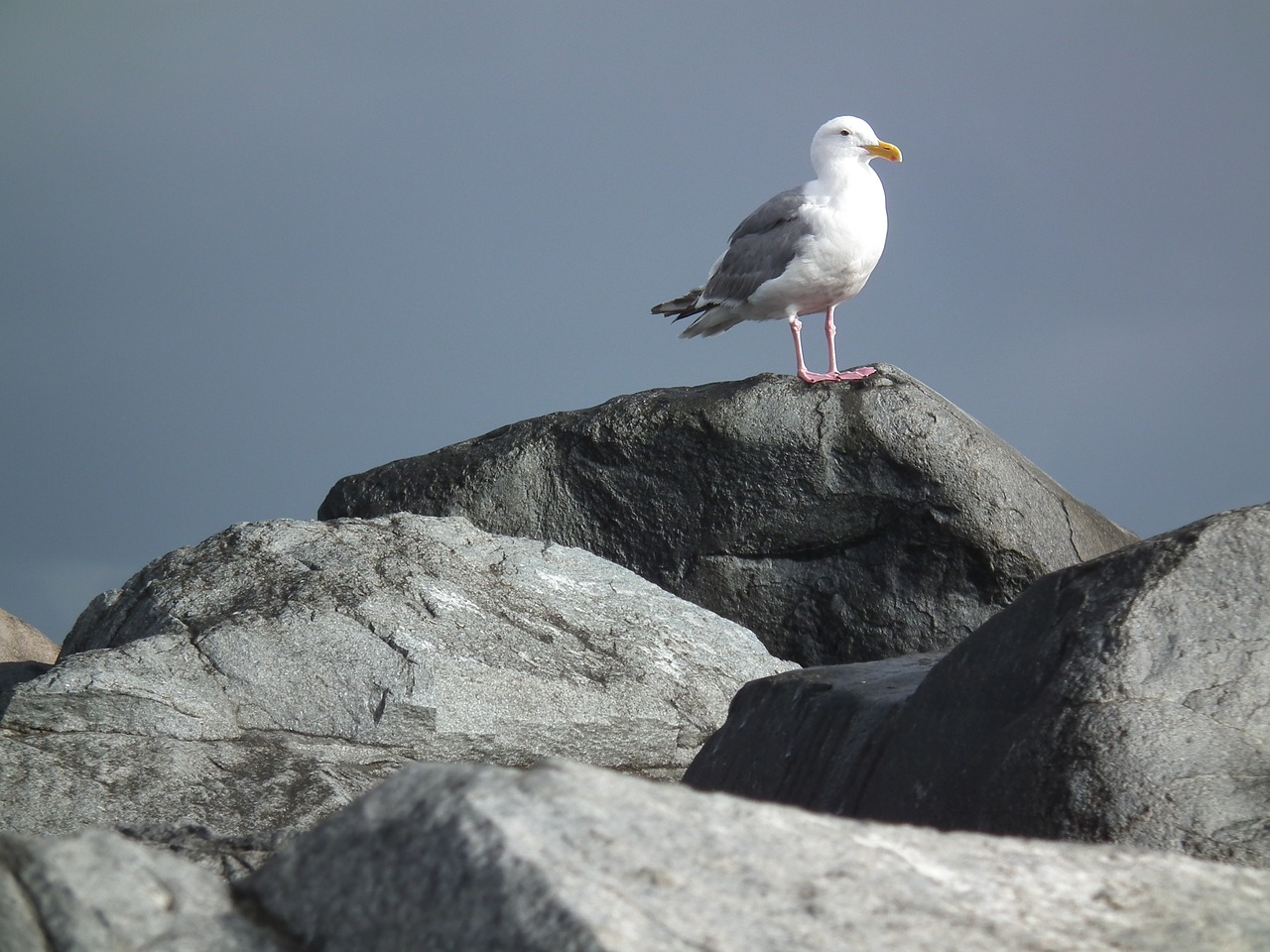 seagull rocks ocean free photo