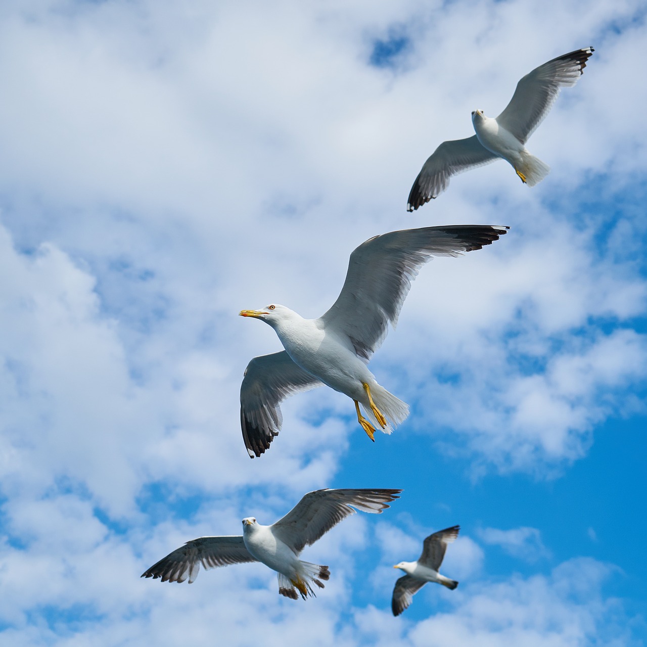 seagull bird beautiful free photo