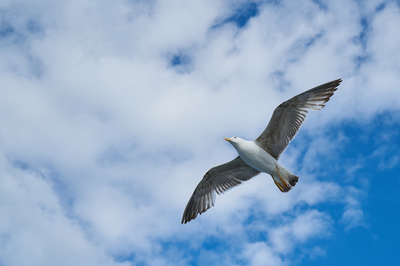 seagull bird blue free photo